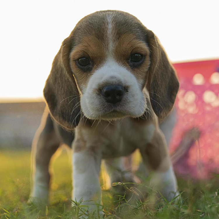 The Best Dog Training Techniques