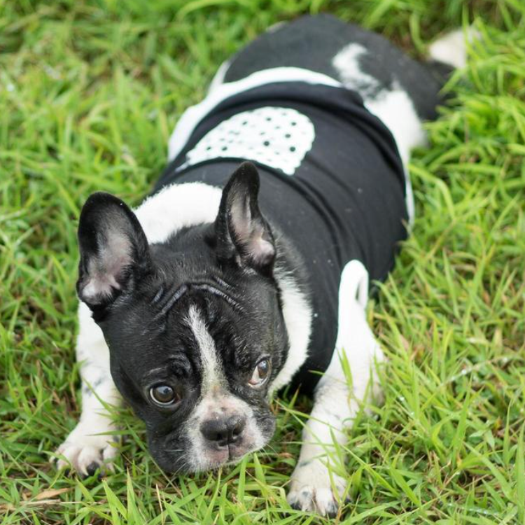 HOW TO SOCIALIZE A PUPPY FOR SUCCESS