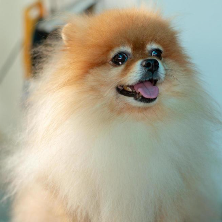HOW TO TEACH YOUR DOG TO STOP BARKING AT STRANGERS