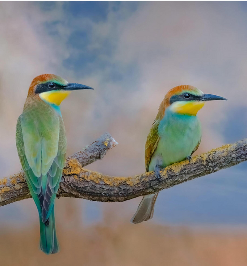 Eco-Friendly Bird Ownership – Petzie