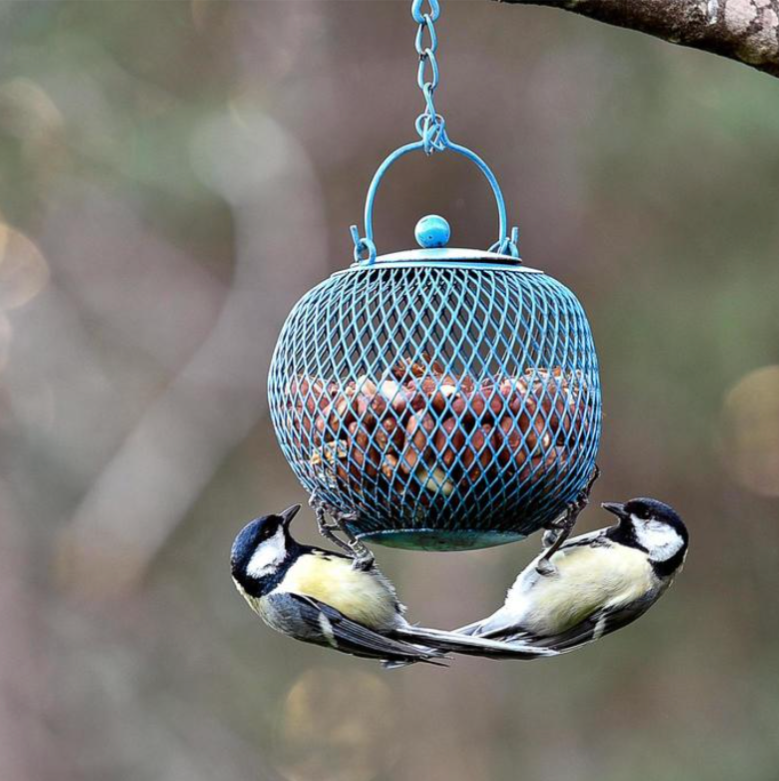 BIRD FEEDING SCHEDULES SIMPLIFIED