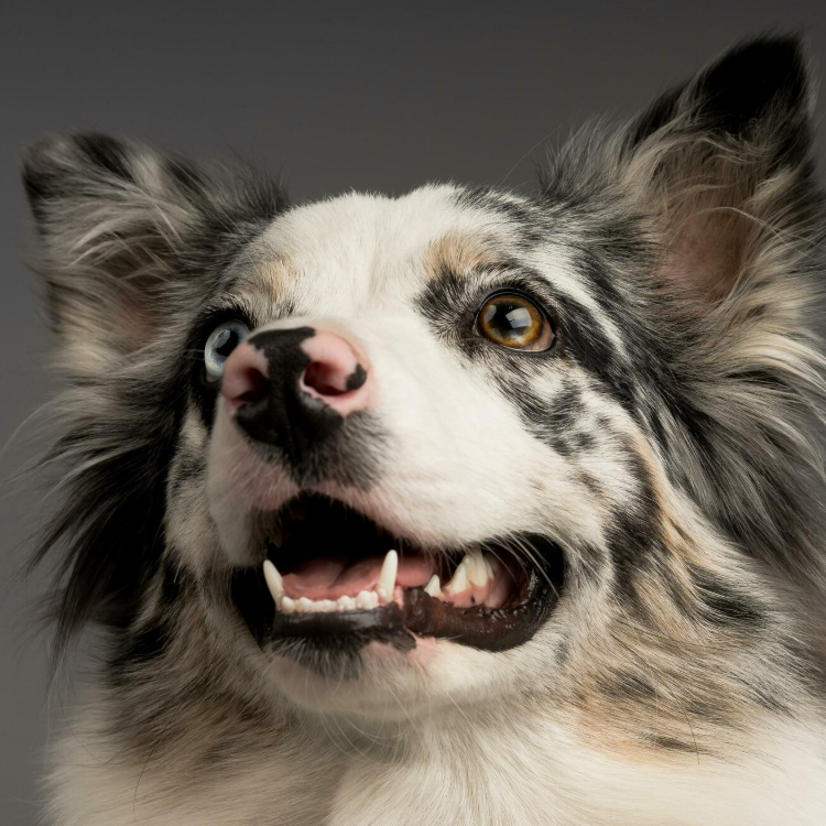 HOW TO BUILD A RELATIONSHIP WITH YOUR DOG