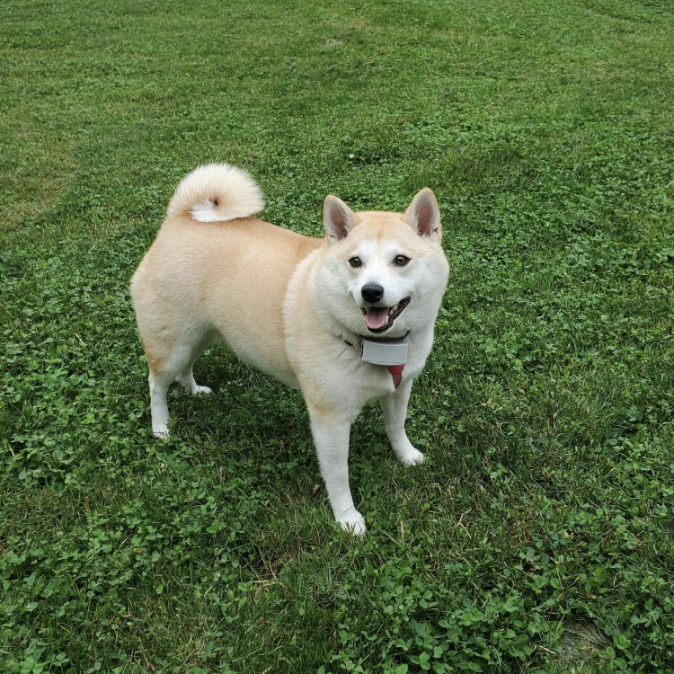 HOW TO TRAIN A DOG TO BE CALM AND RELAXED