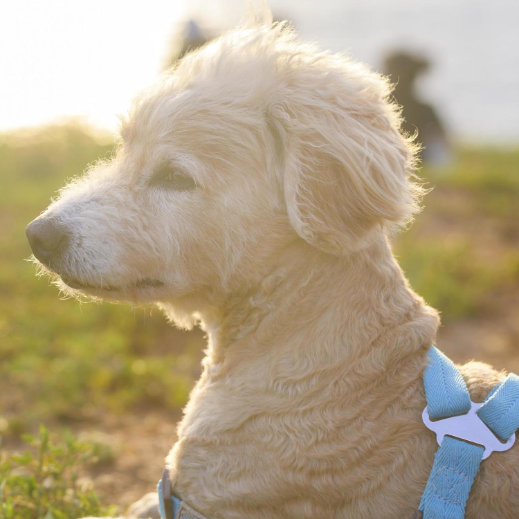 HOW TO HANDLE YOUR DOG’S FEAR OF STRANGERS