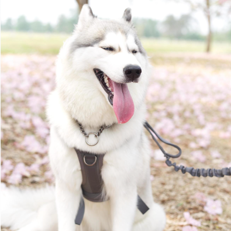 HOW TO KEEP YOUR DOG ACTIVE IN THE WINTER