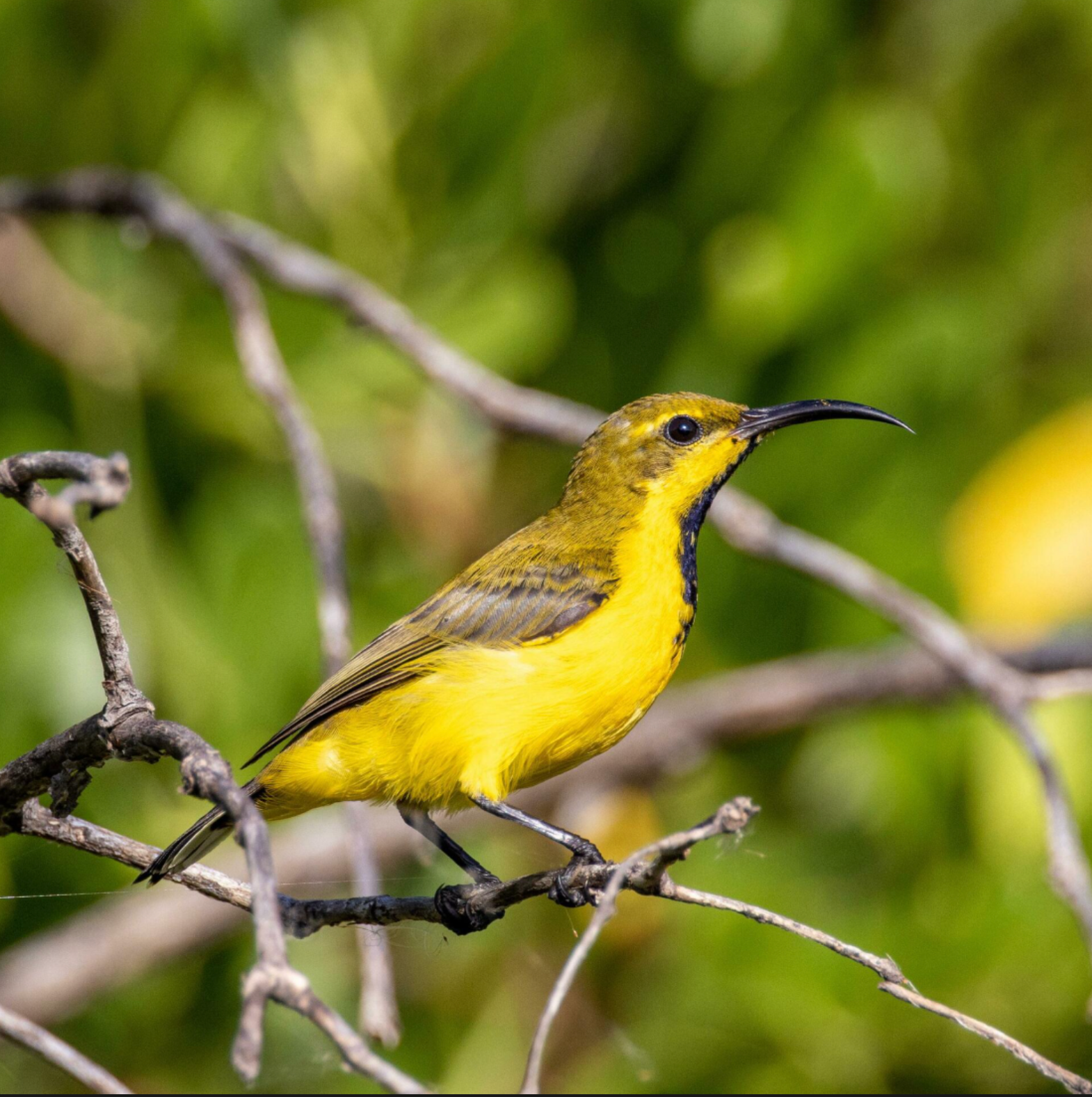 Bird Conservation in Your Backyard