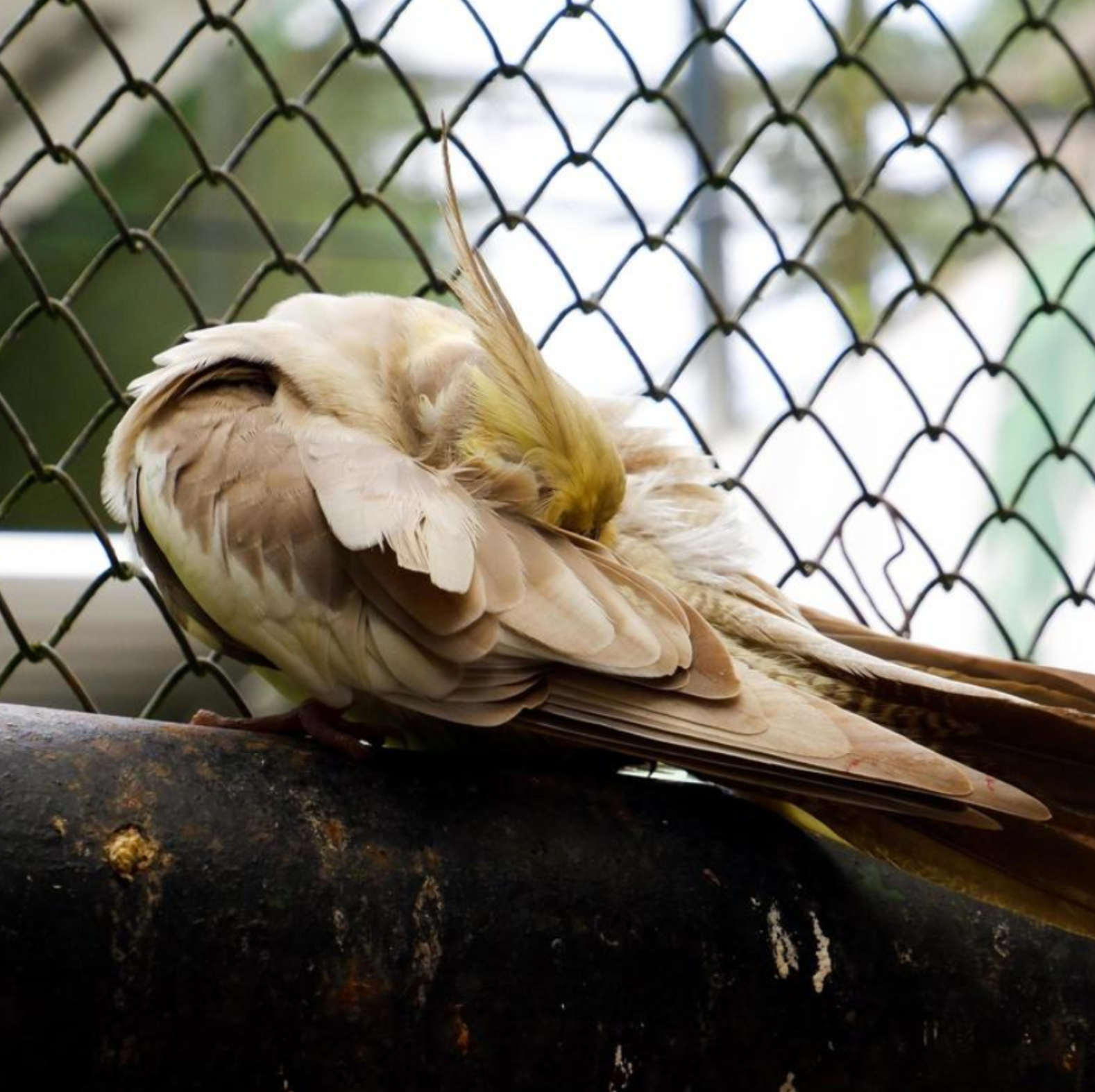 Recognizing Early Signs of Bird Illness