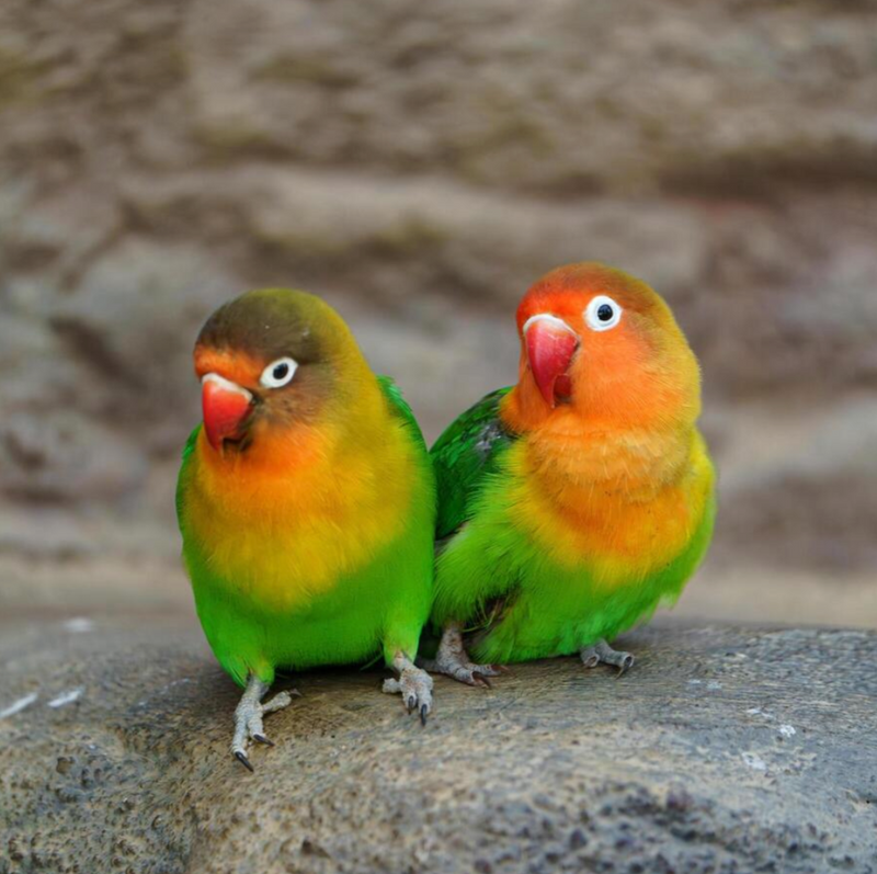 BUDGET-FRIENDLY BIRD ENRICHMENT IDEAS – Petzie