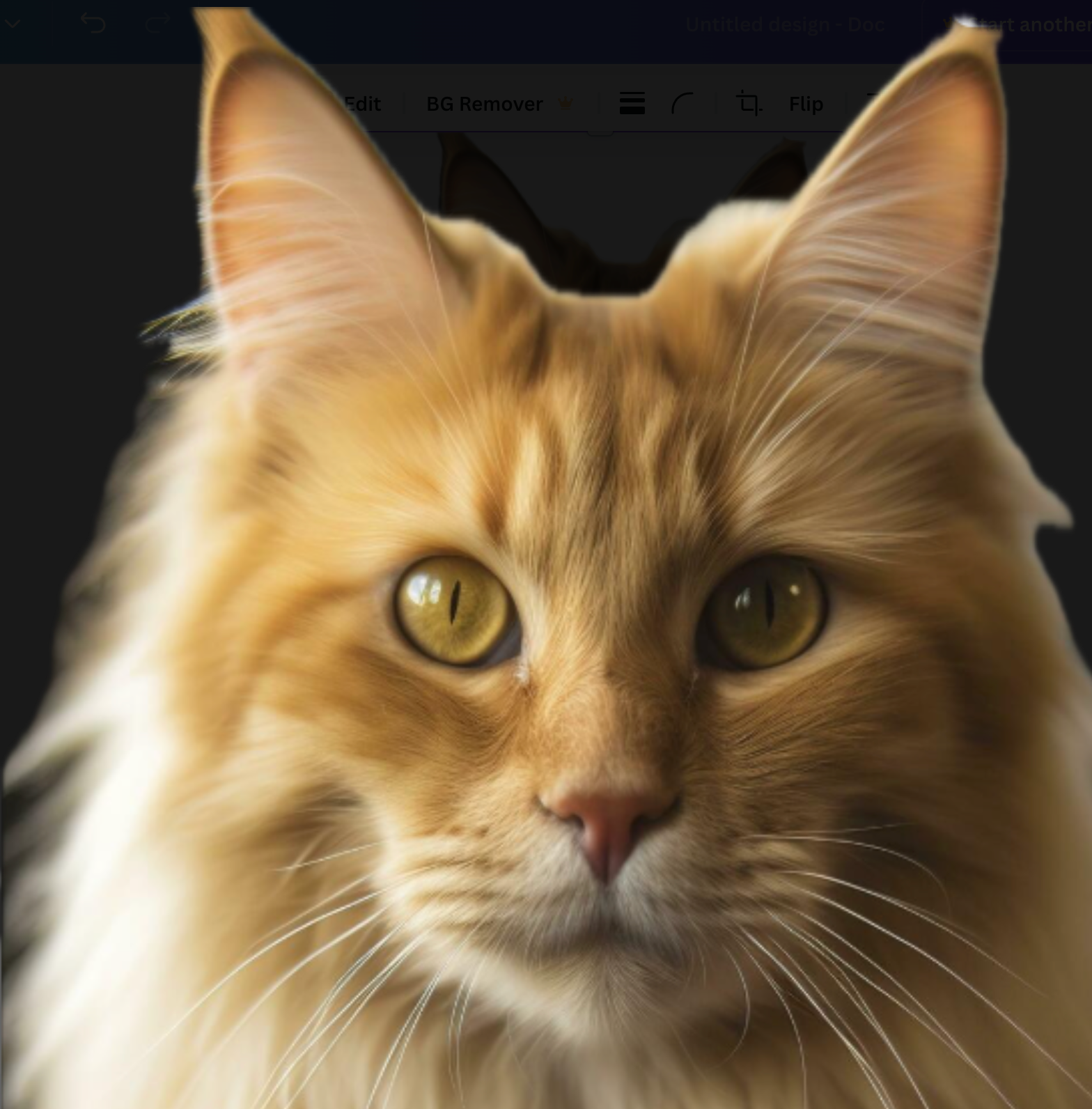 The World’s Most Popular Cat Breeds