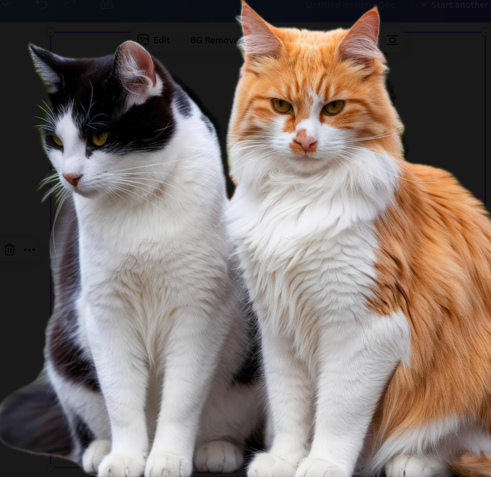 Pedigree vs. Mixed Breed Cats