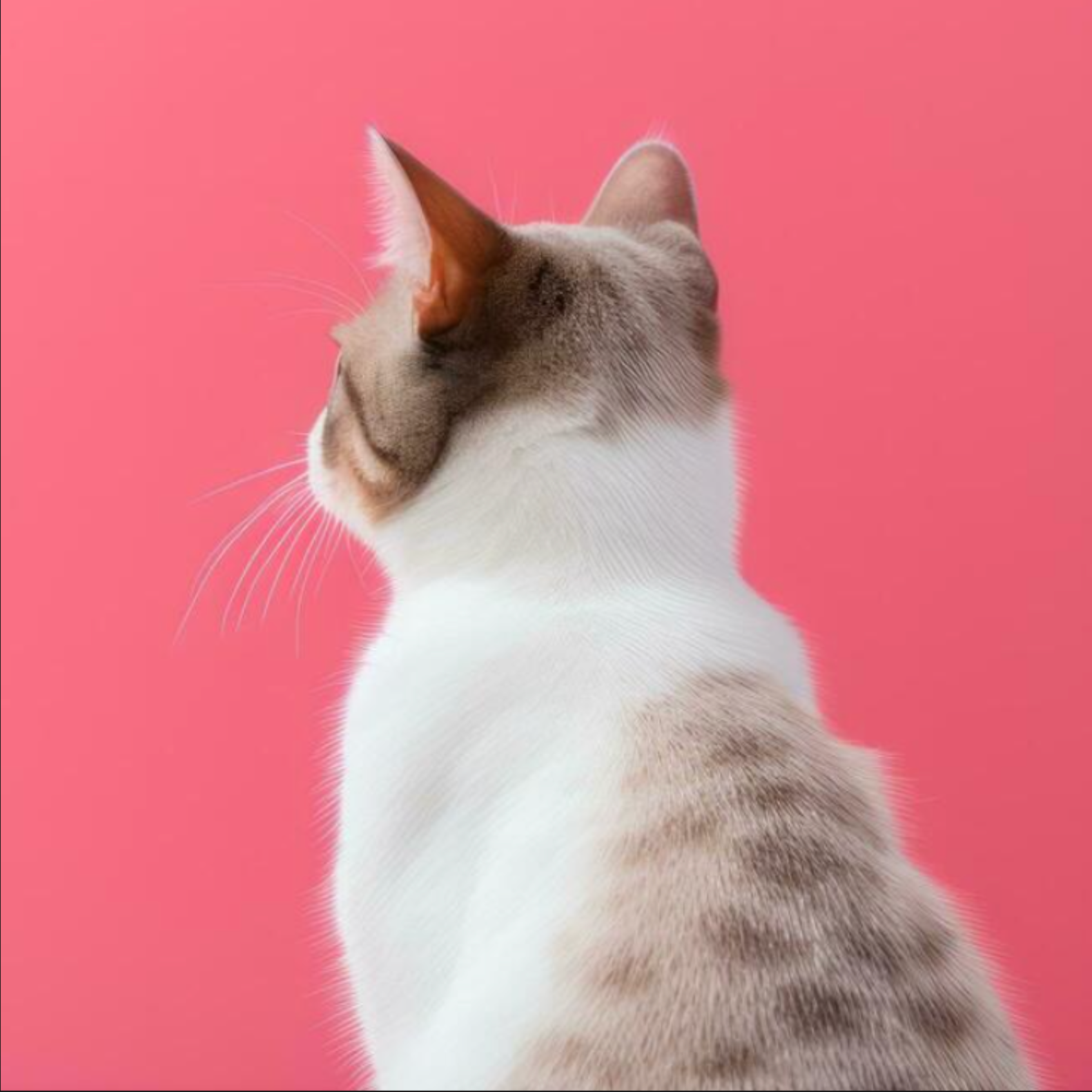 The Aesthetic Appeal of Different Cat Breeds