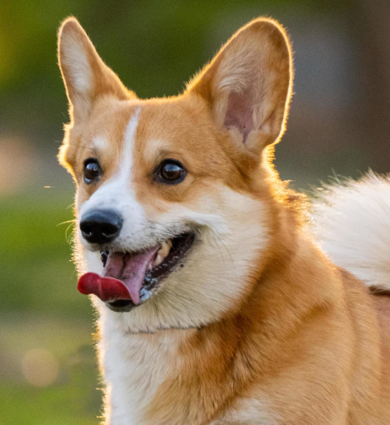 HOW TO TEACH YOUR DOG TO WALK OFF-LEASH
