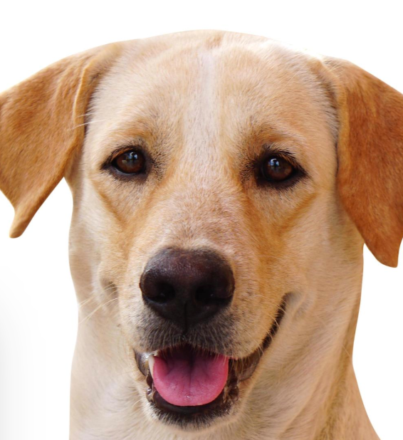 HOW TO CARE FOR A DOG WITH ALLERGIES