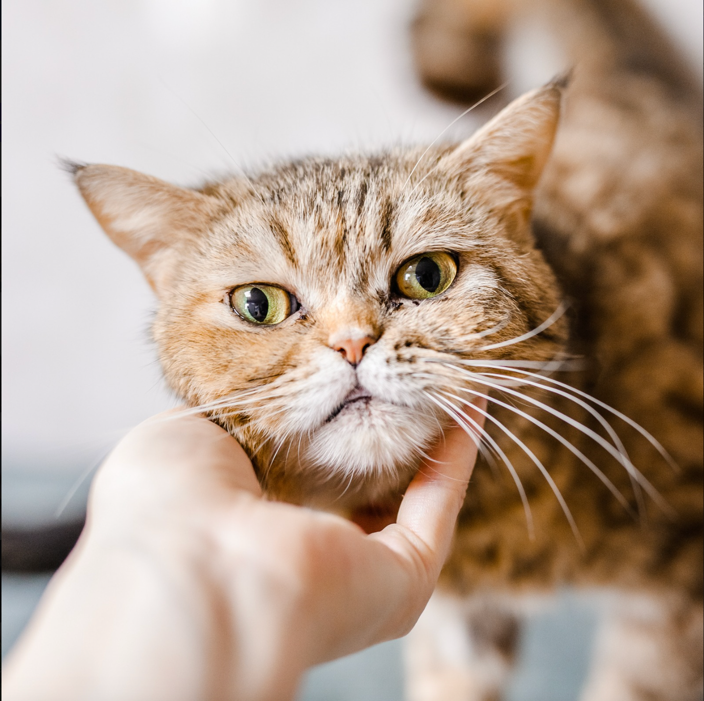HELPING YOUR CAT OVERCOME FEAR