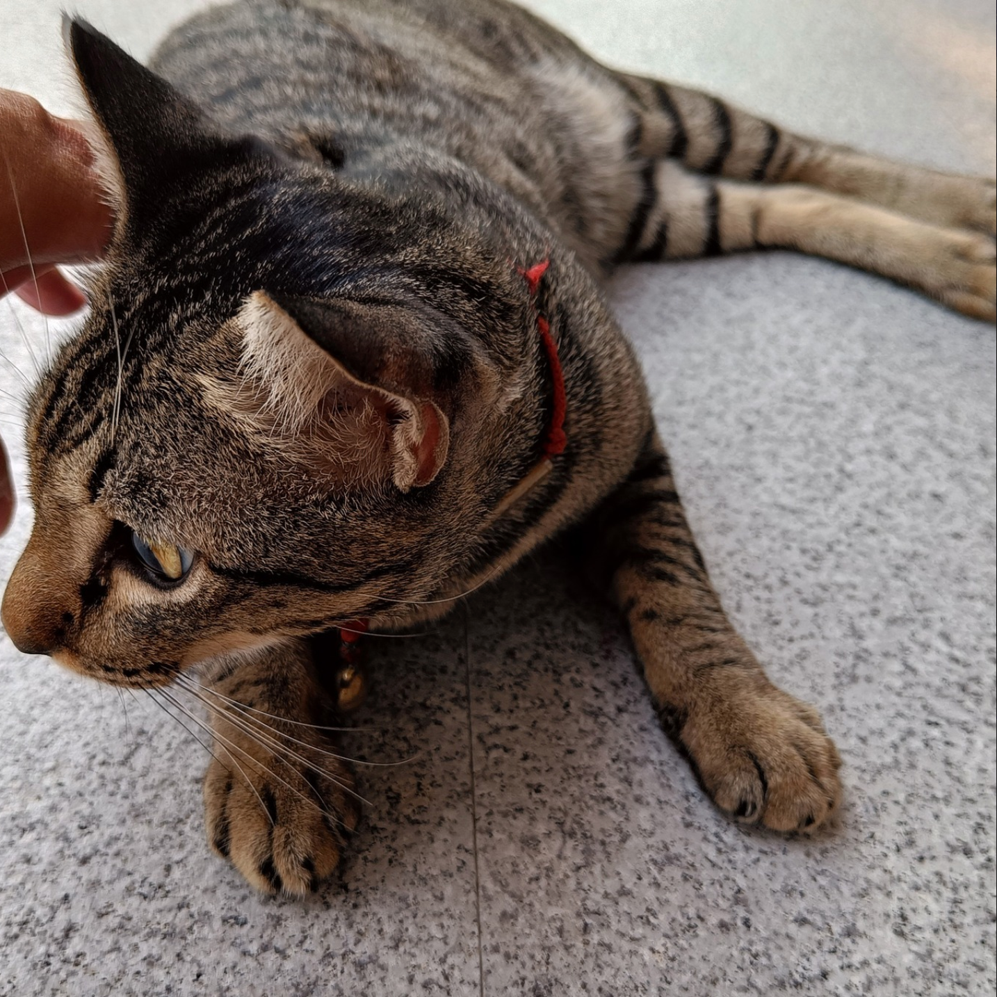 THE ZEN OF CAT TRAINING