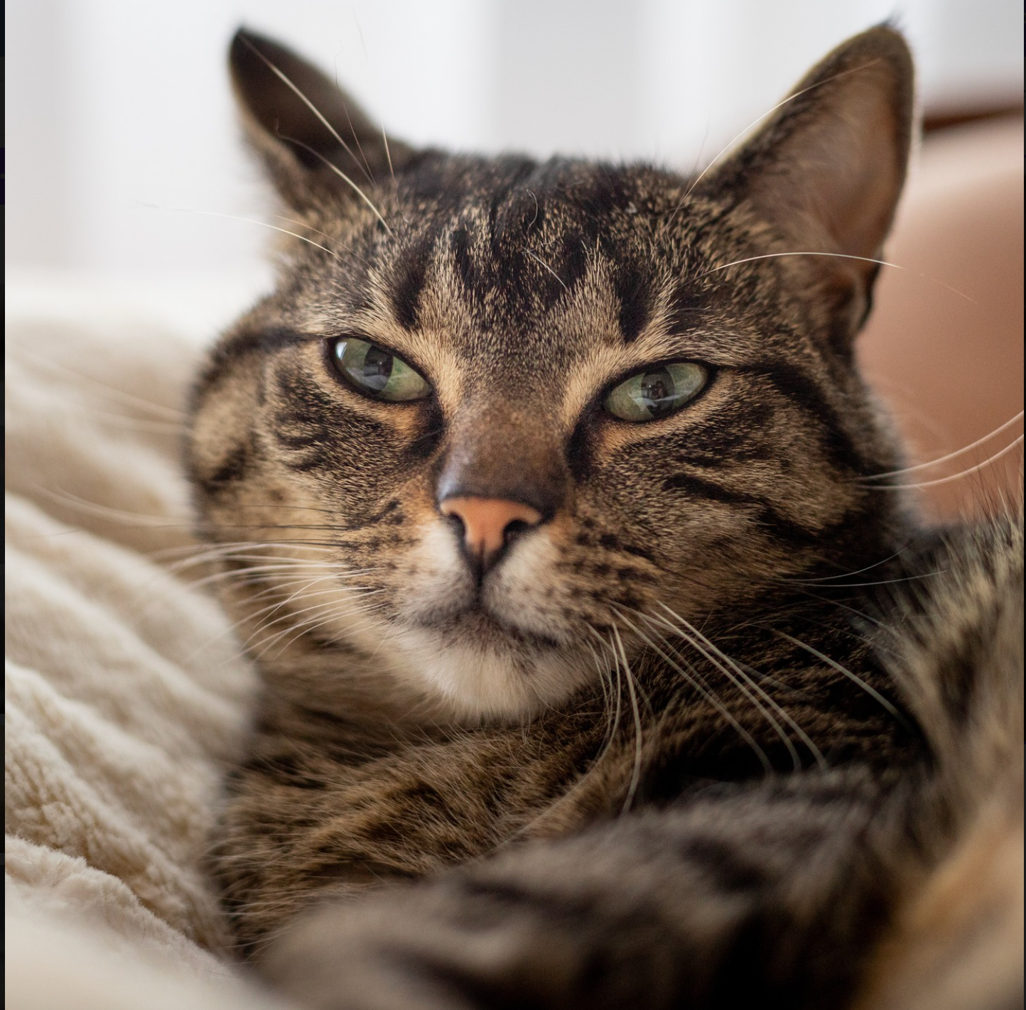 Understanding Your Cat’s Mood Swings