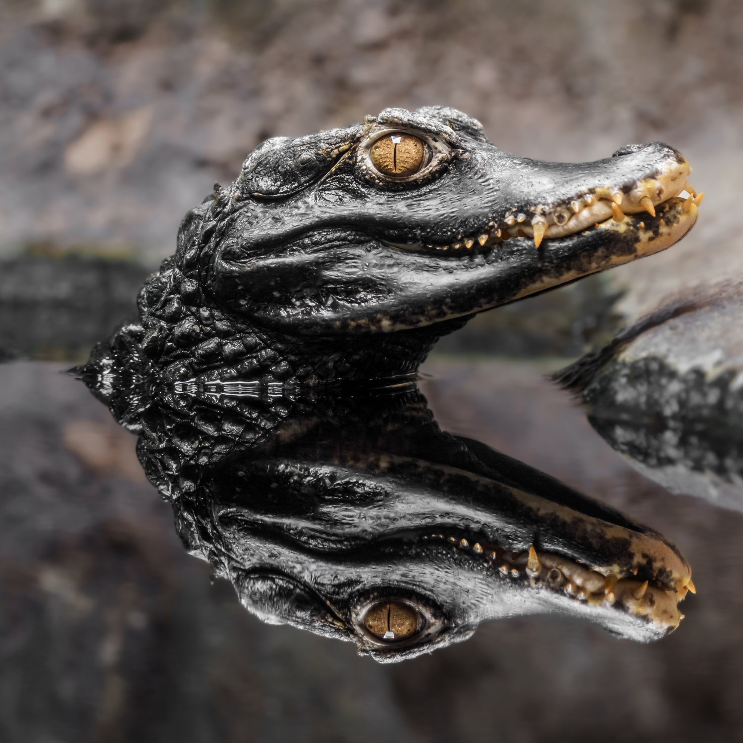 THE SCIENCE OF REPTILE WELLNESS