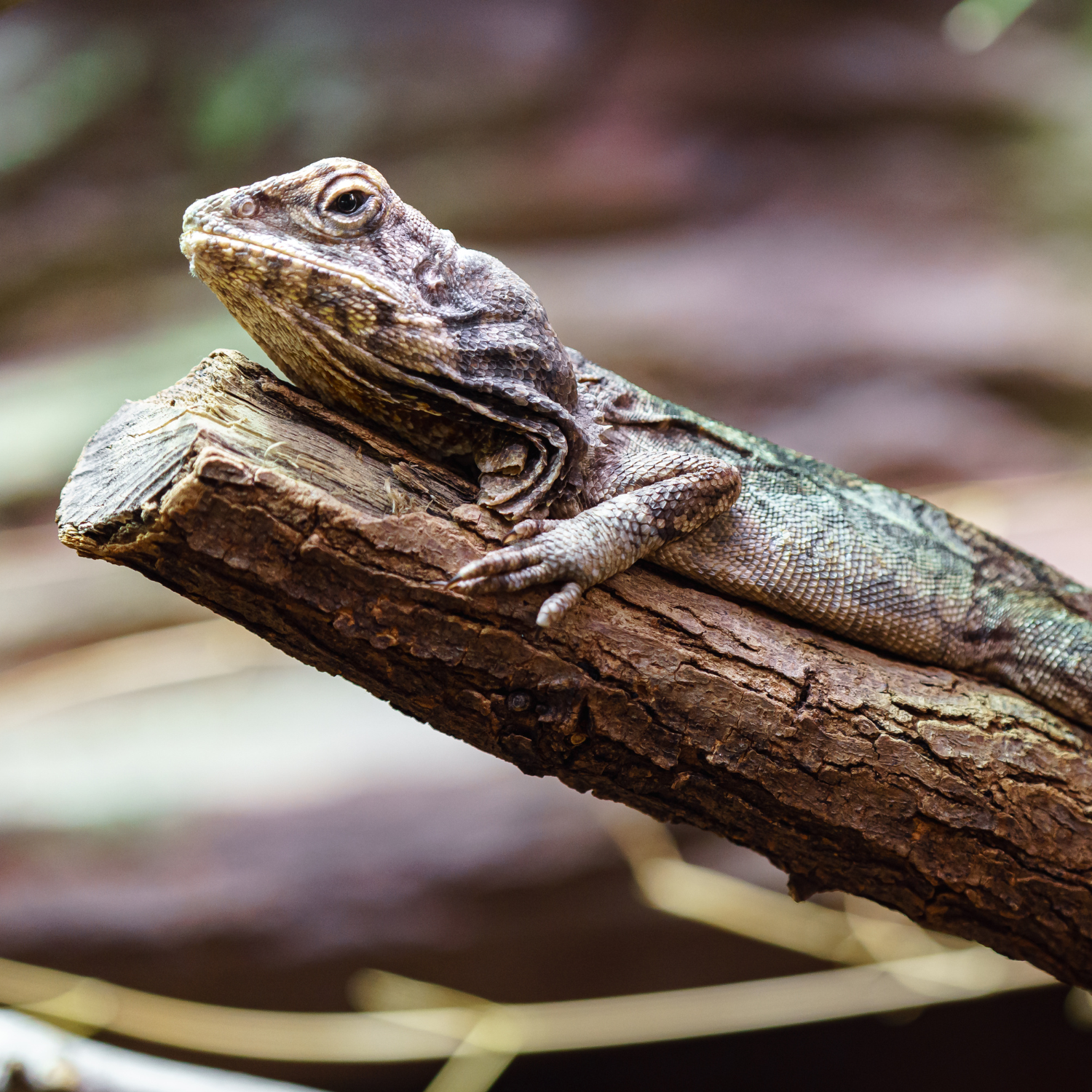 THE HATCHLING HANDBOOK: CARE FOR NEWBORN REPTILES