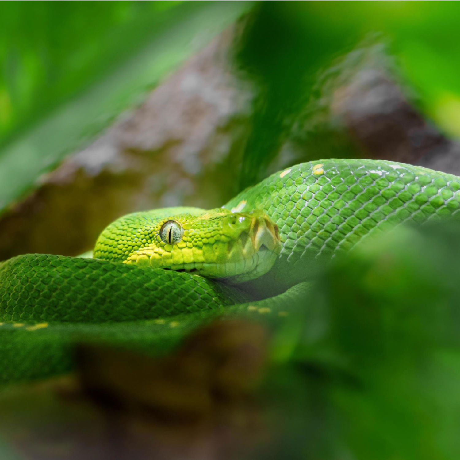 REPTILE SPECIES PROFILES: CARE FOR POPULAR PETS