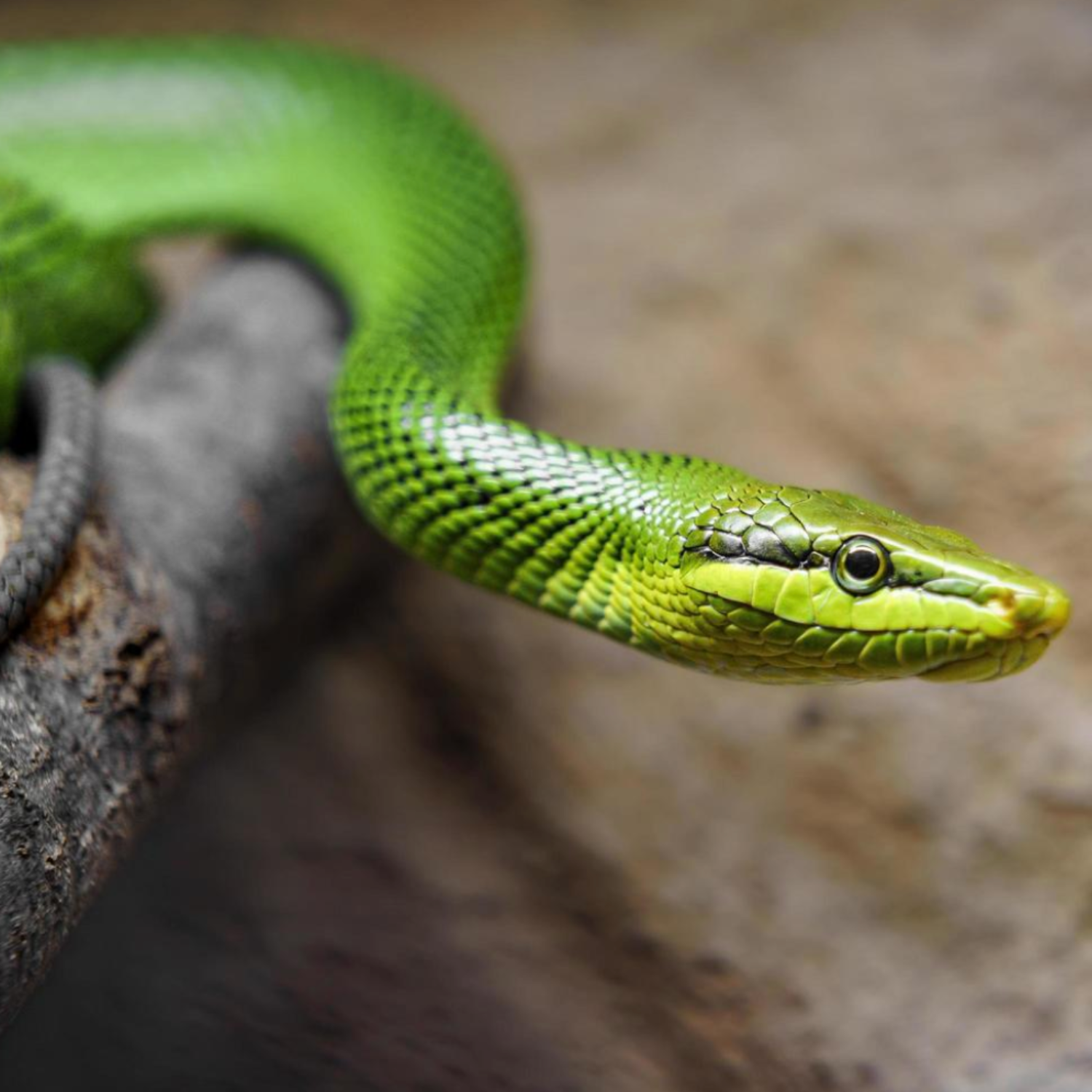 BUILDING BIOACTIVE HOMES FOR REPTILES