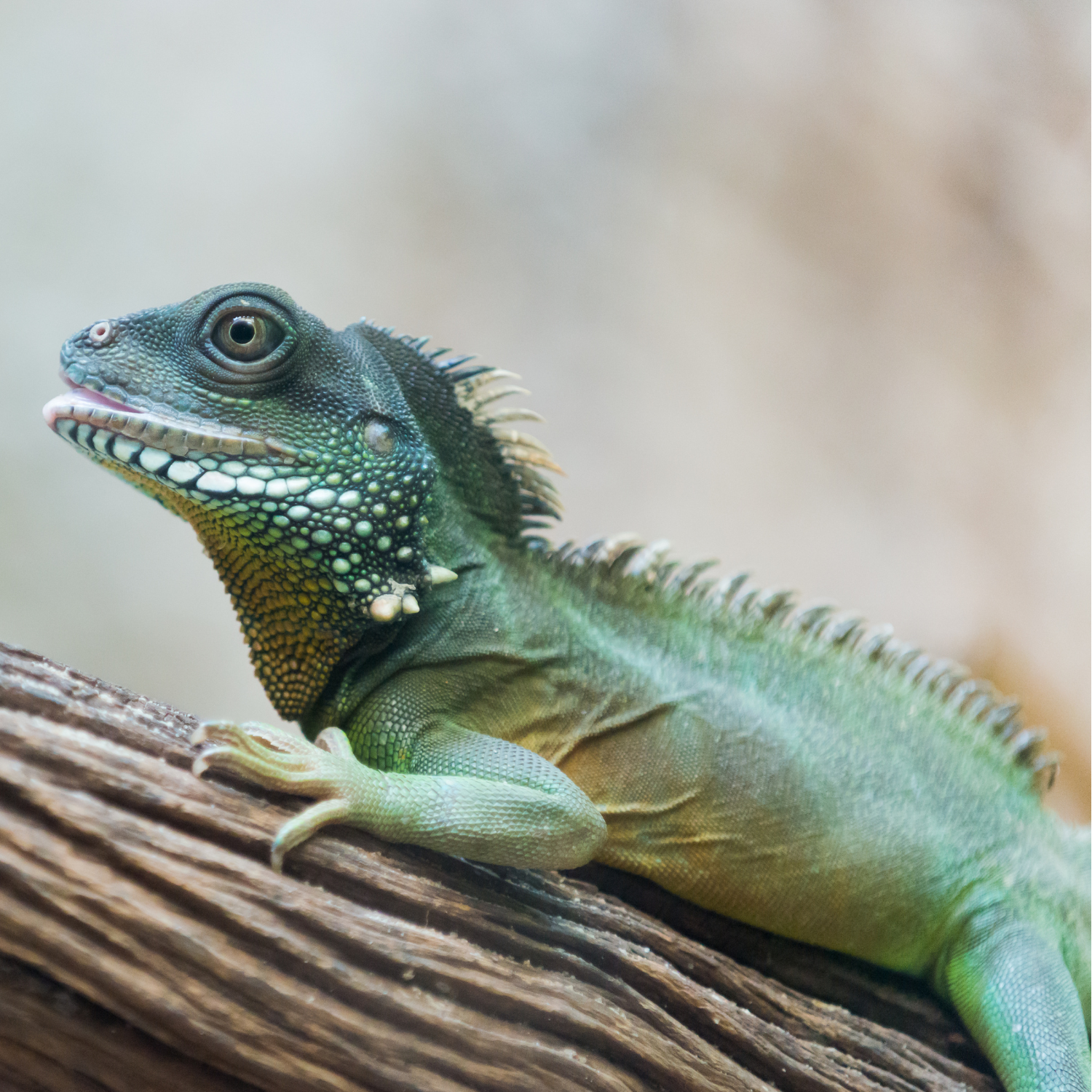 THE INTERACTIVE REPTILE GUIDE: TRAINING AND BONDING