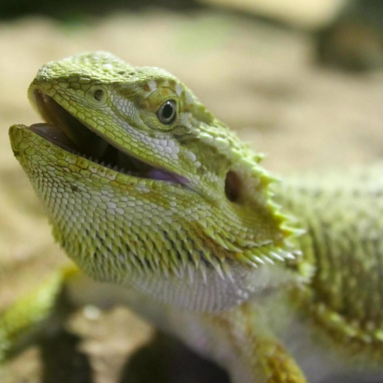 FROM BEGINNER TO EXPERT: MASTERING REPTILE KEEPING