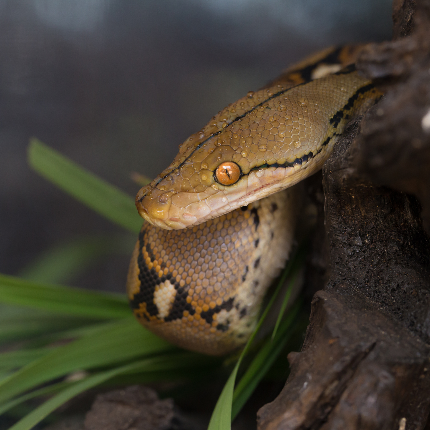 HAPPY HOMES, HEALTHY REPTILES: HABITAT DESIGN ESSENTIALS