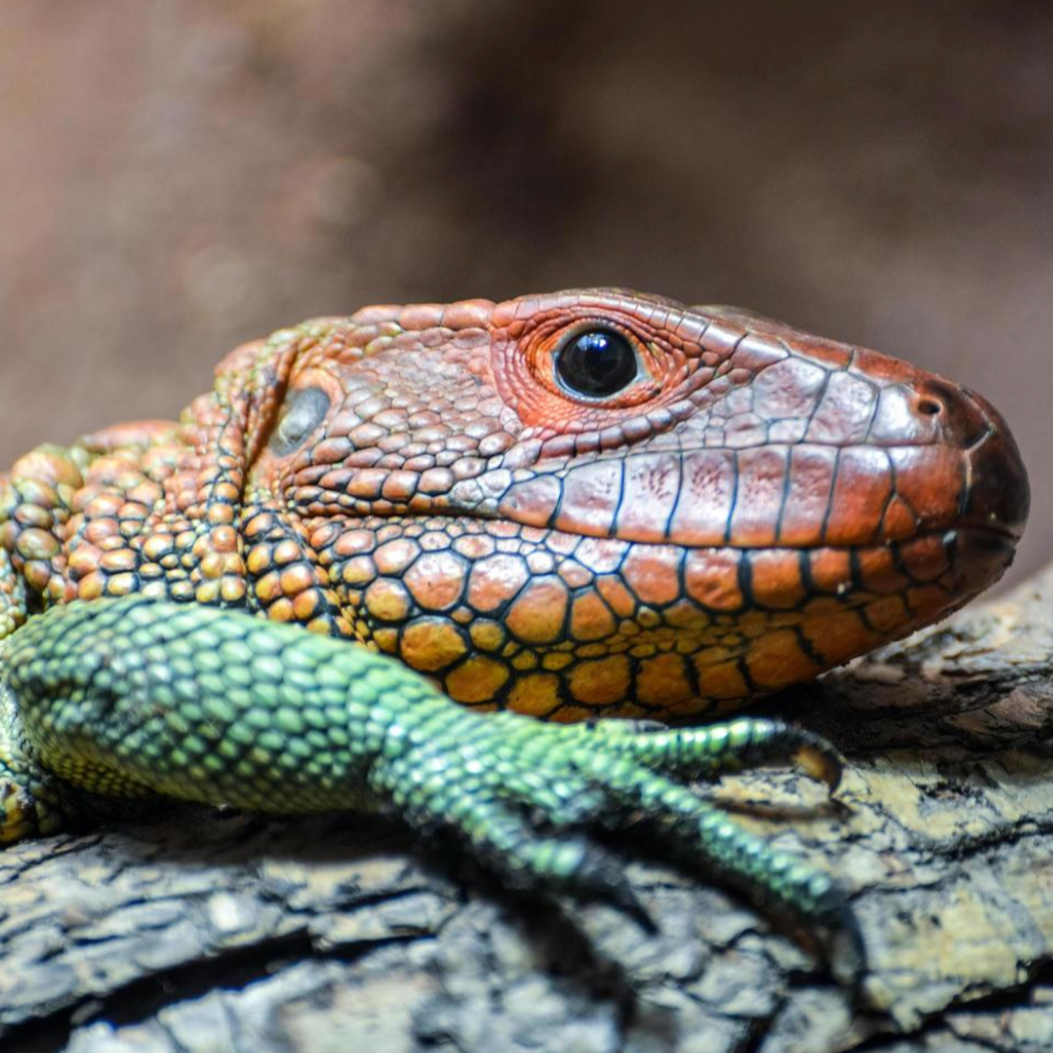 REPTILE MEDICINE CABINET: PREPARING FOR EMERGENCIES