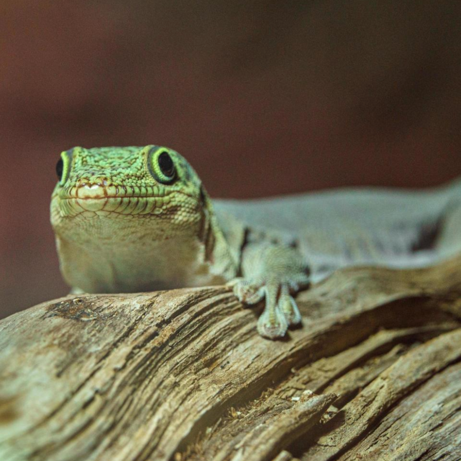 THE SCIENCE OF REPTILE SHEDDING