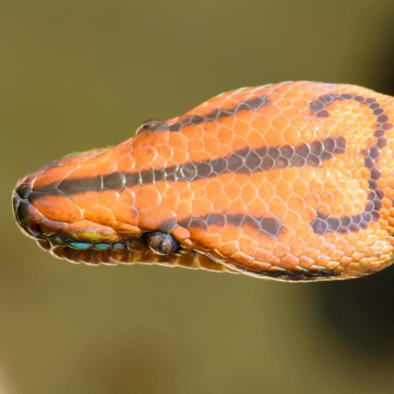 HYDRATION HACKS FOR REPTILES: TIPS AND TECHNIQUES