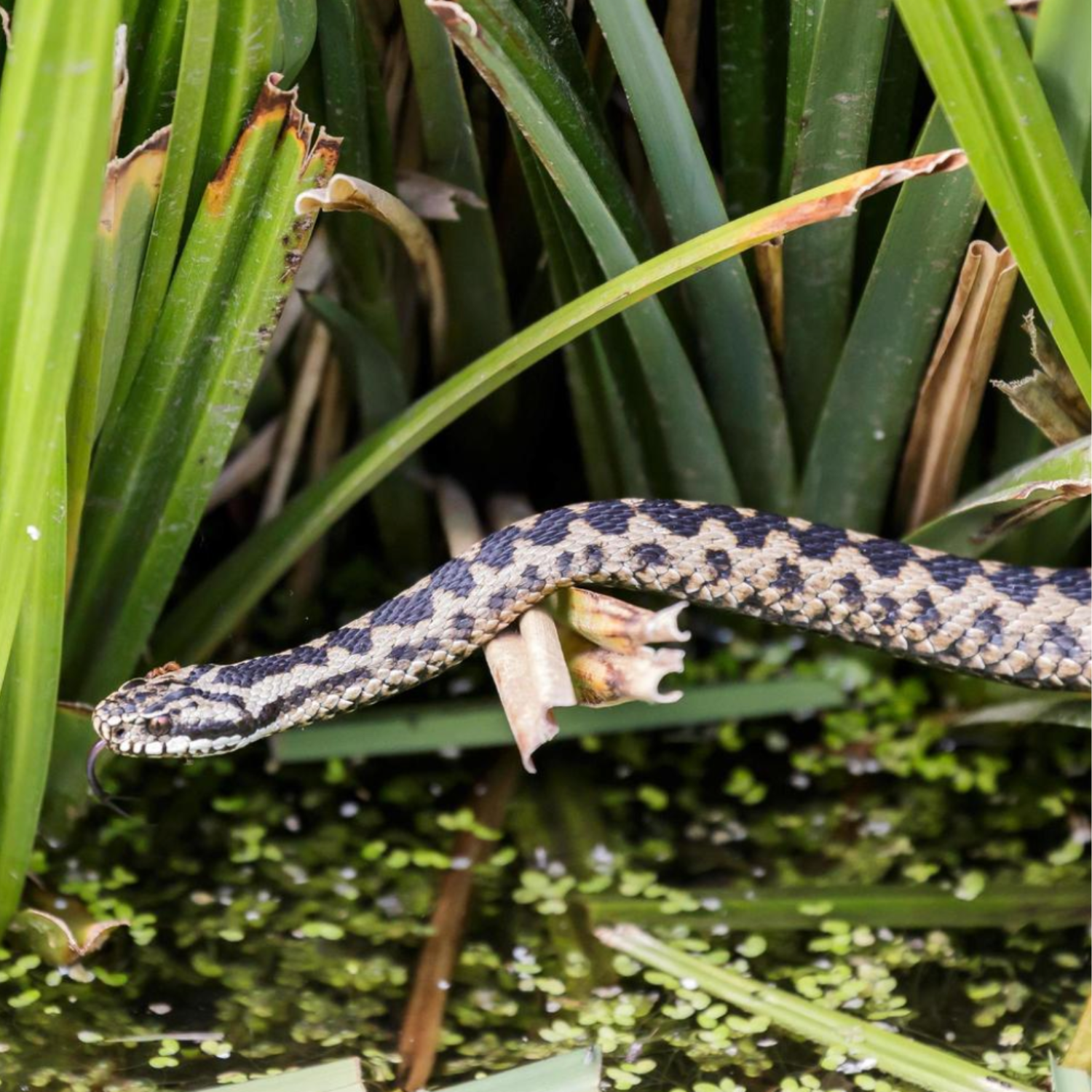 REPTILE SPACE OPTIMIZATION: DESIGNING COMPACT HABITATS