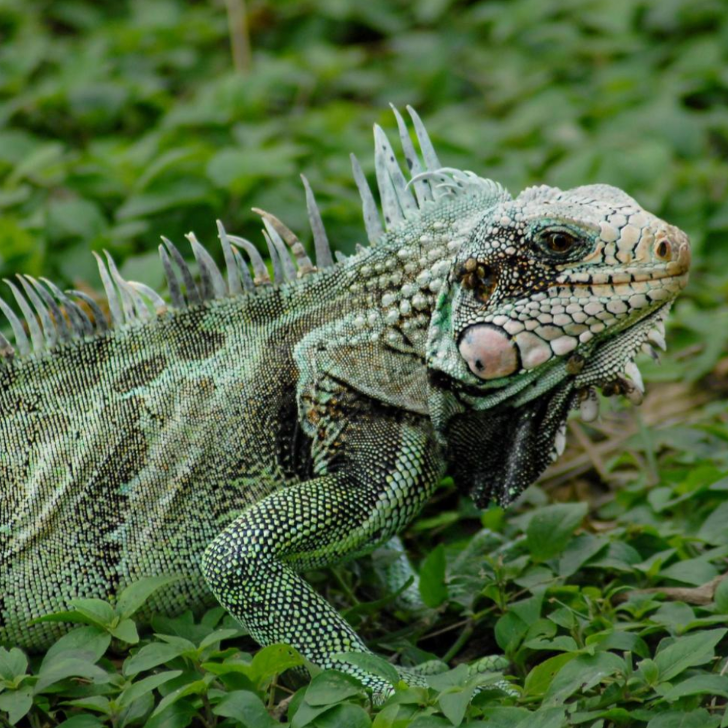 THE ART OF REPTILE PHOTOGRAPHY