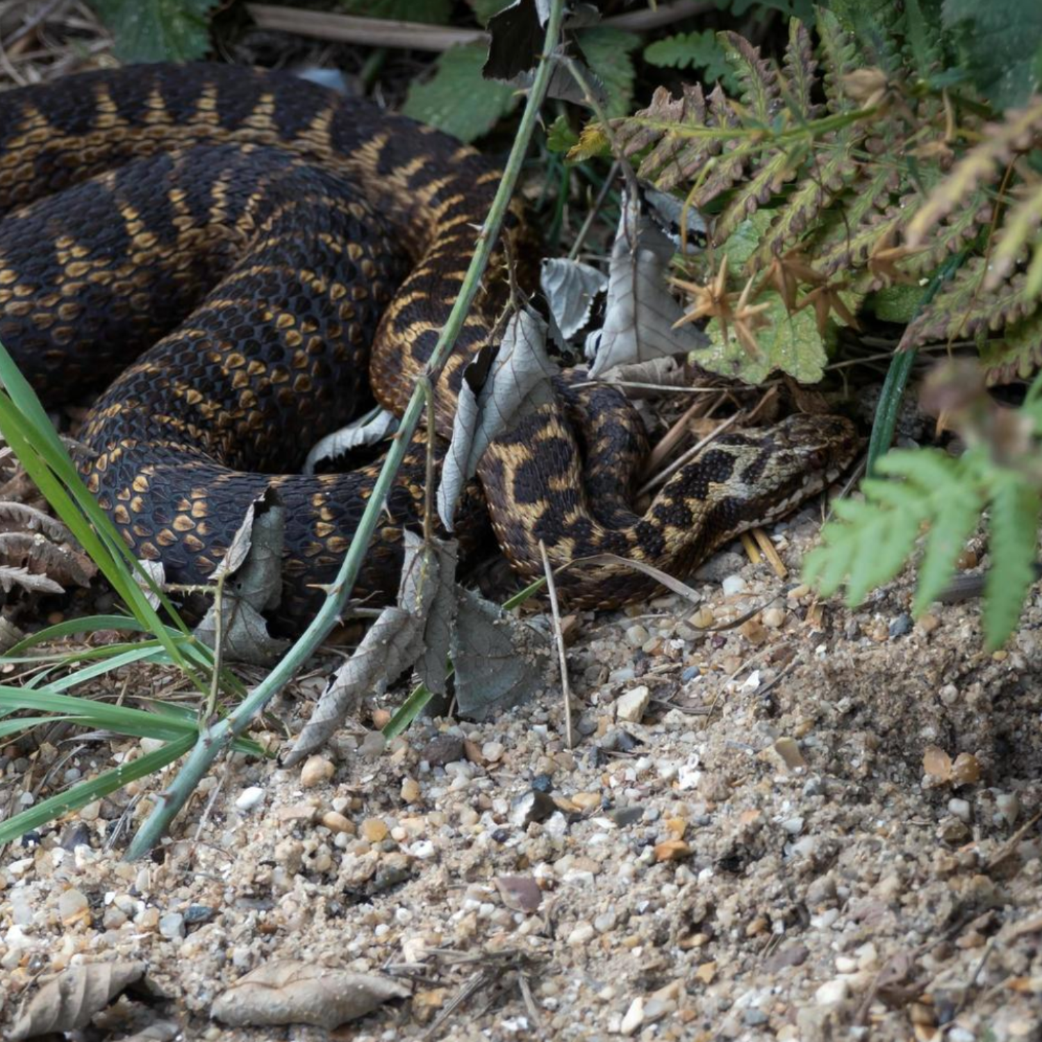 THE REPTILE KEEPER’S TROUBLESHOOTING MANUAL