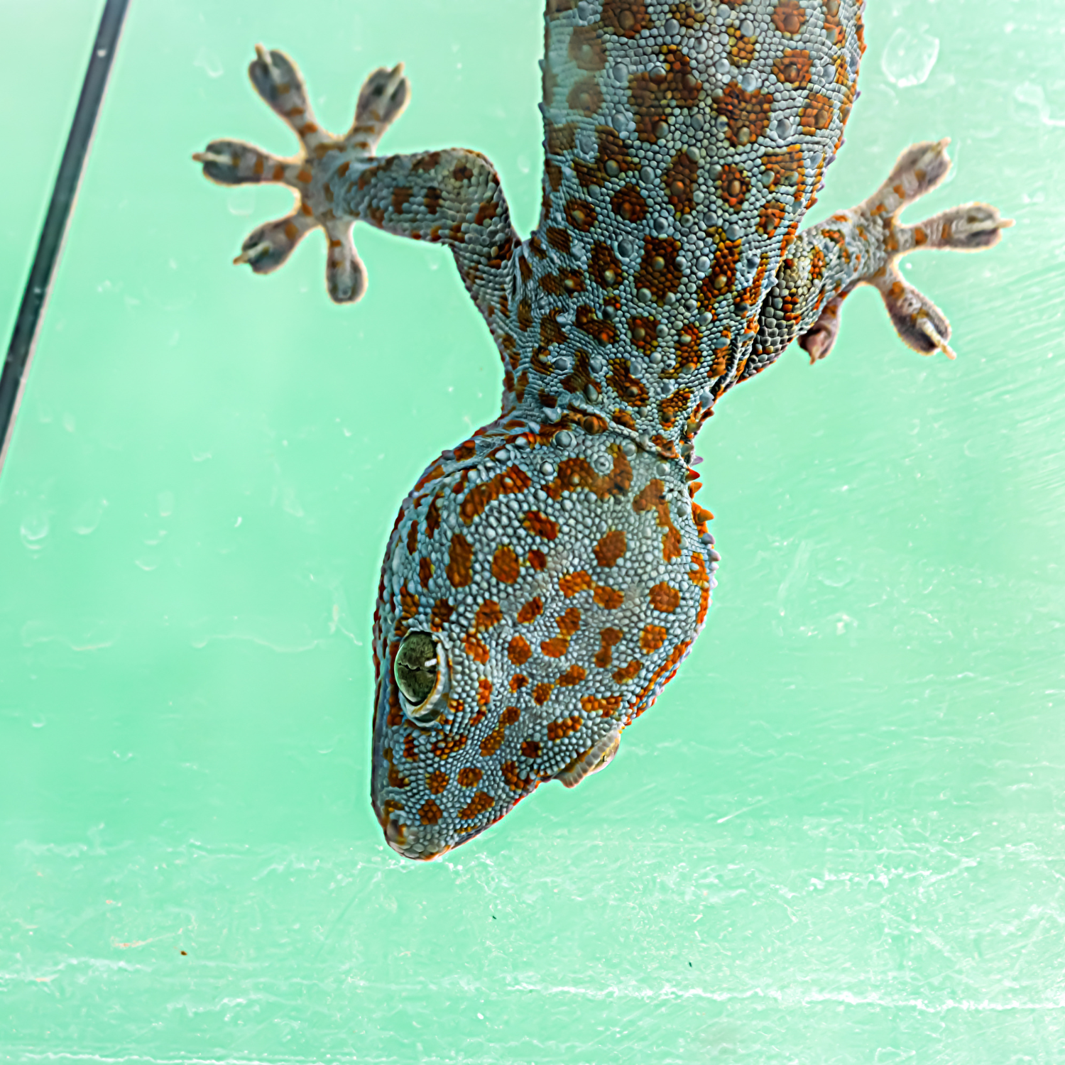 STRESS-FREE HANDLING TECHNIQUES FOR REPTILES