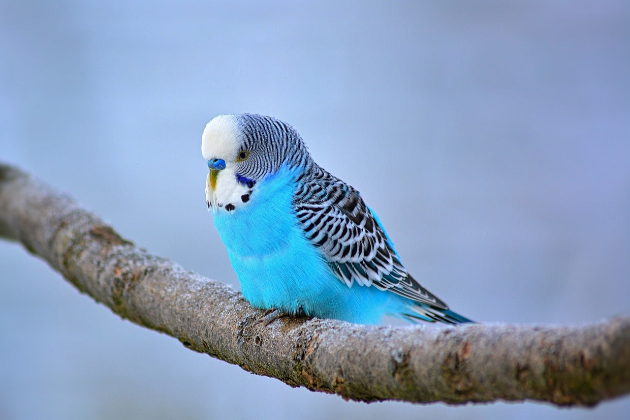 BUDGIE BASICS: HOW TO CARE FOR PARAKEETS