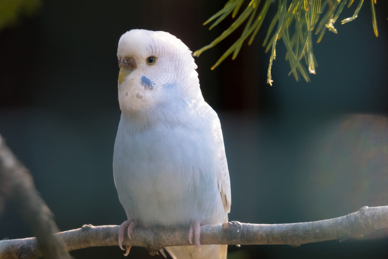 KEEPING PET BIRDS SAFE AND HAPPY