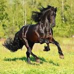 FRIESIANS: A BREED APART