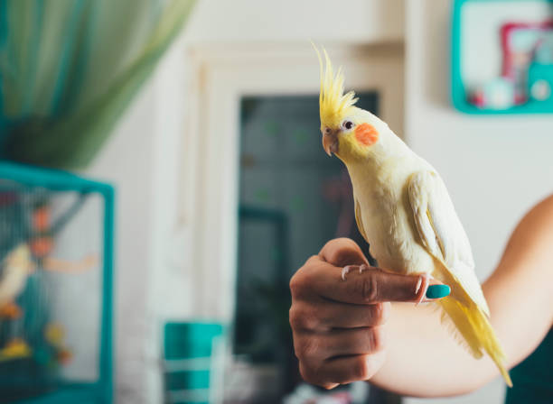 BUILDING A BOND WITH YOUR PET BIRD