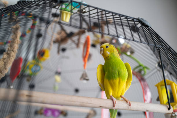 FEEDING AND NUTRITION FOR PET BIRDS