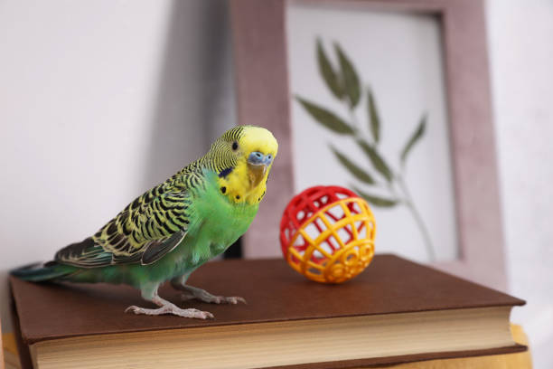 TRAINING YOUR PET BIRD