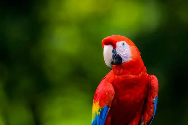 THE PARROT OWNER’S GUIDE