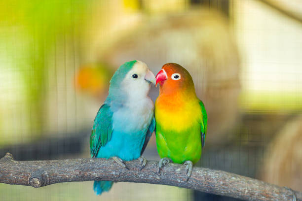 LOVEBIRDS: CARE, FEEDING, AND TRAINING