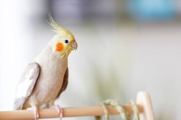 COCKATIEL CARE: A COMPLETE HANDBOO