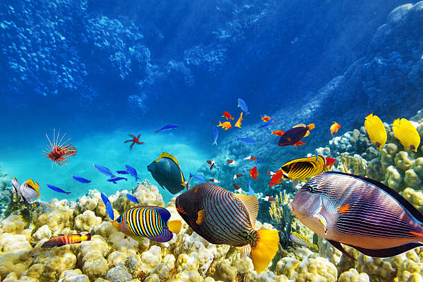 REEF FISH OF THE WORLD