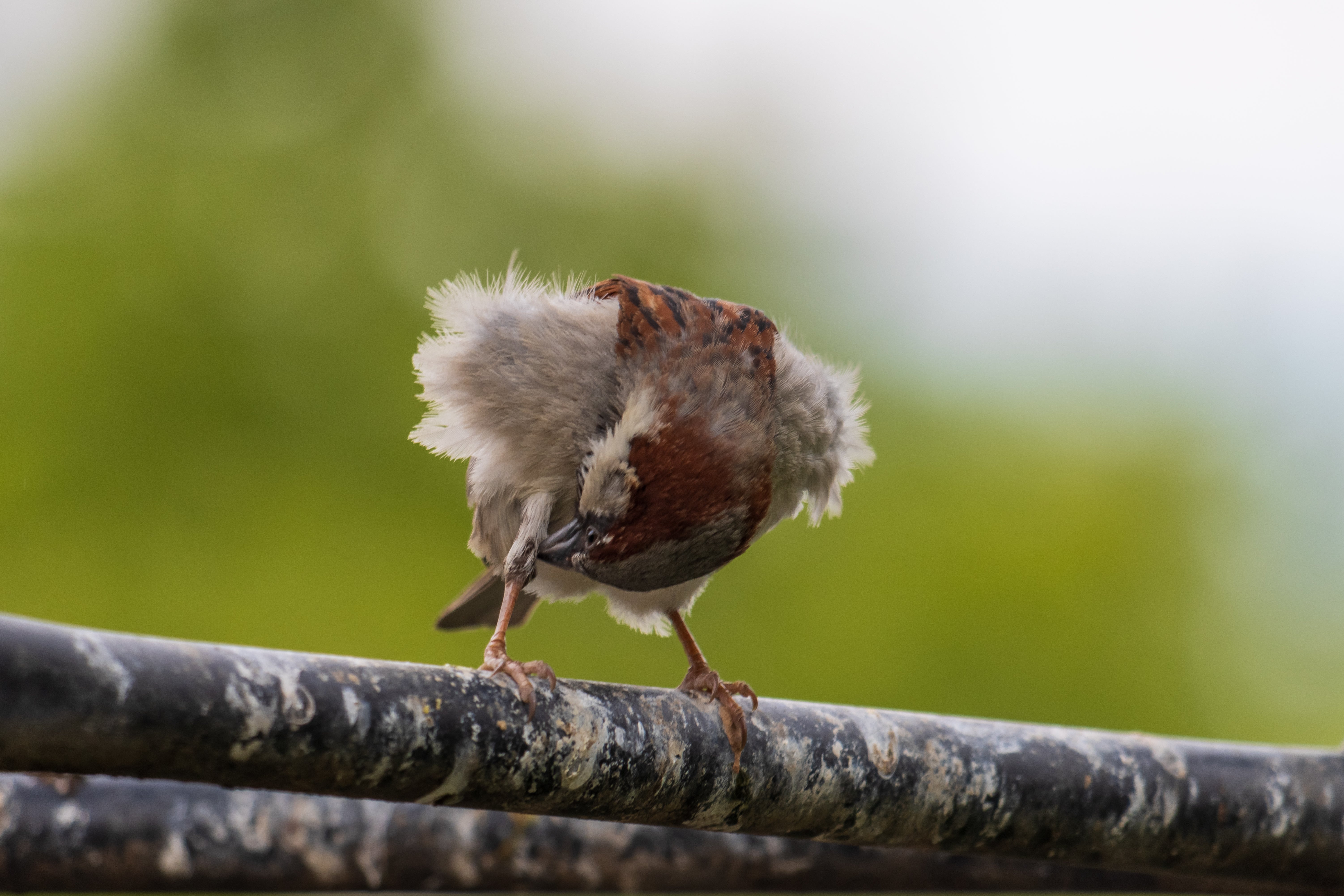 GROOMING TIPS FOR NERVOUS BIRDS