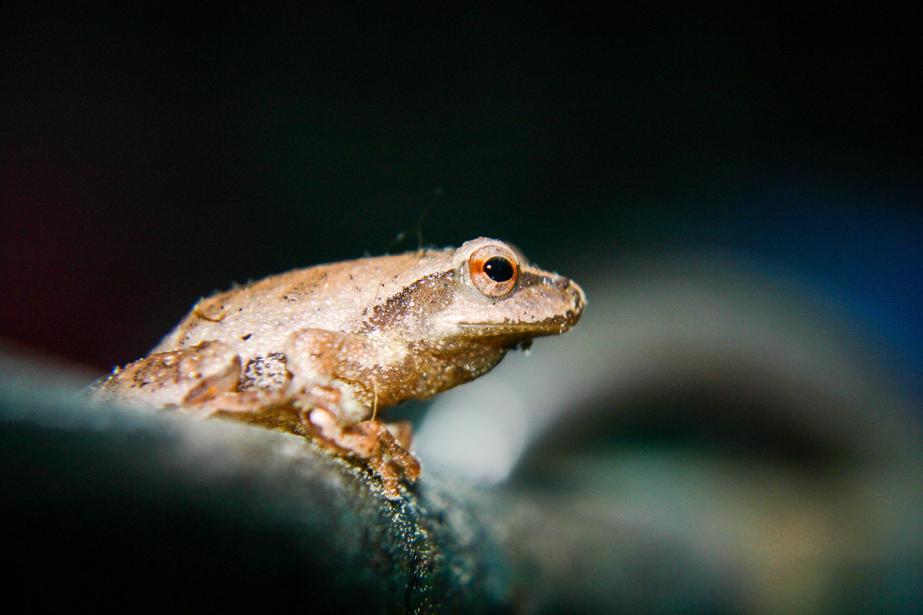 REPTILE KEEPER’S SECRETS: TIPS AND TRICKS FOR ENTHUSIASTS