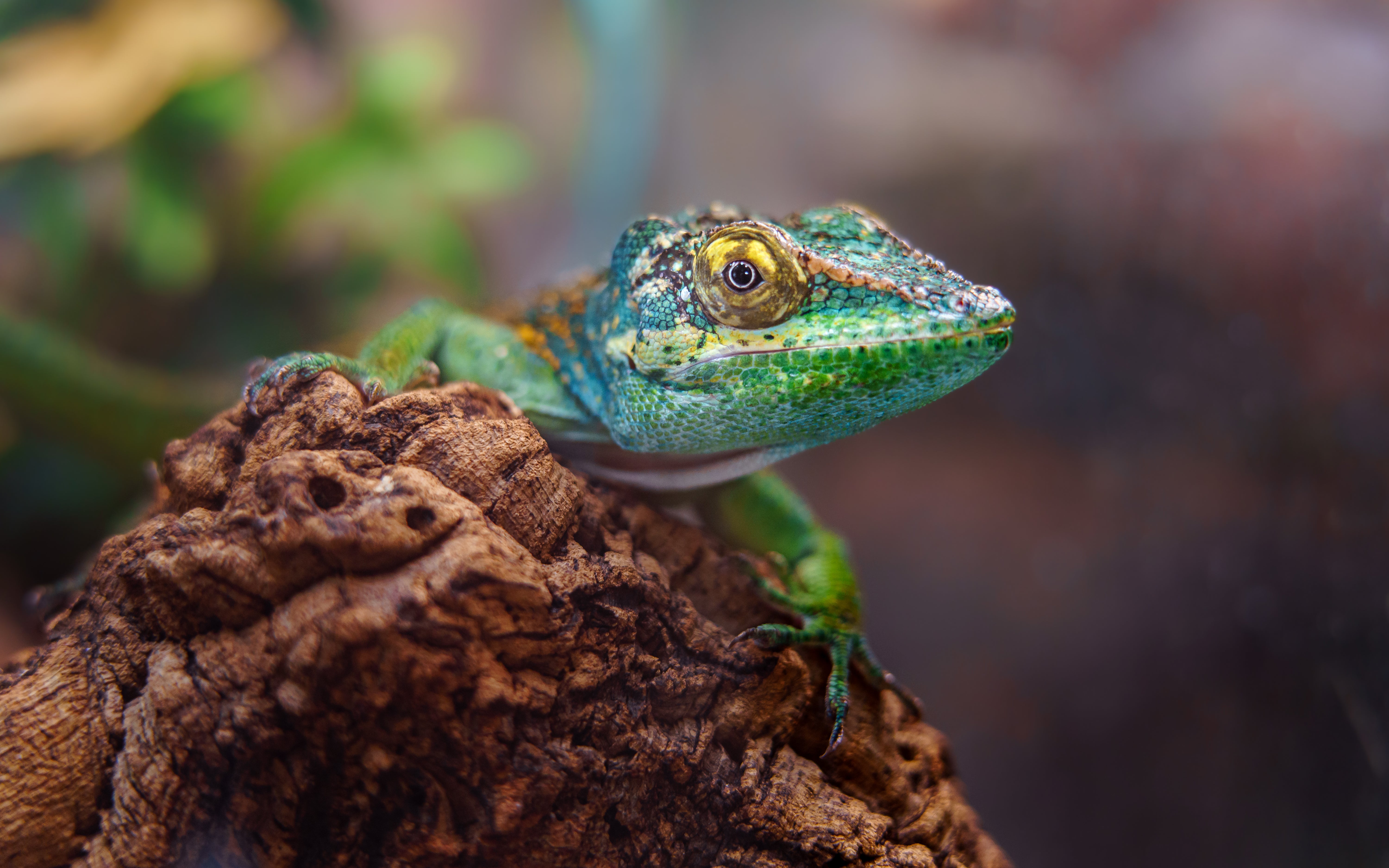 365 DAYS OF REPTILE CARE: TIPS FOR EVERY SEASON