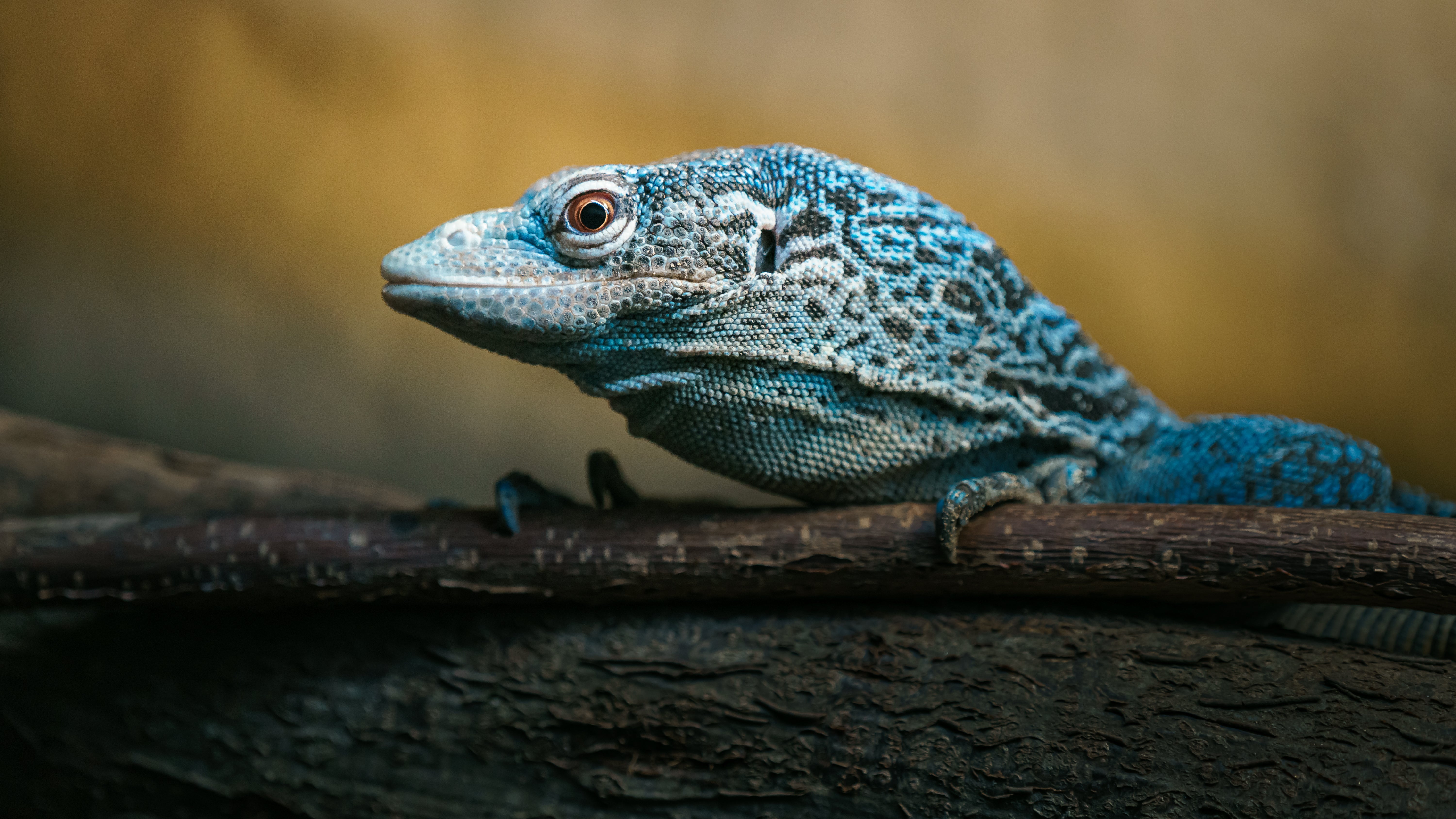 A BEGINNER’S HANDBOOK: CARING FOR REPTILES WITH CONFIDENCE