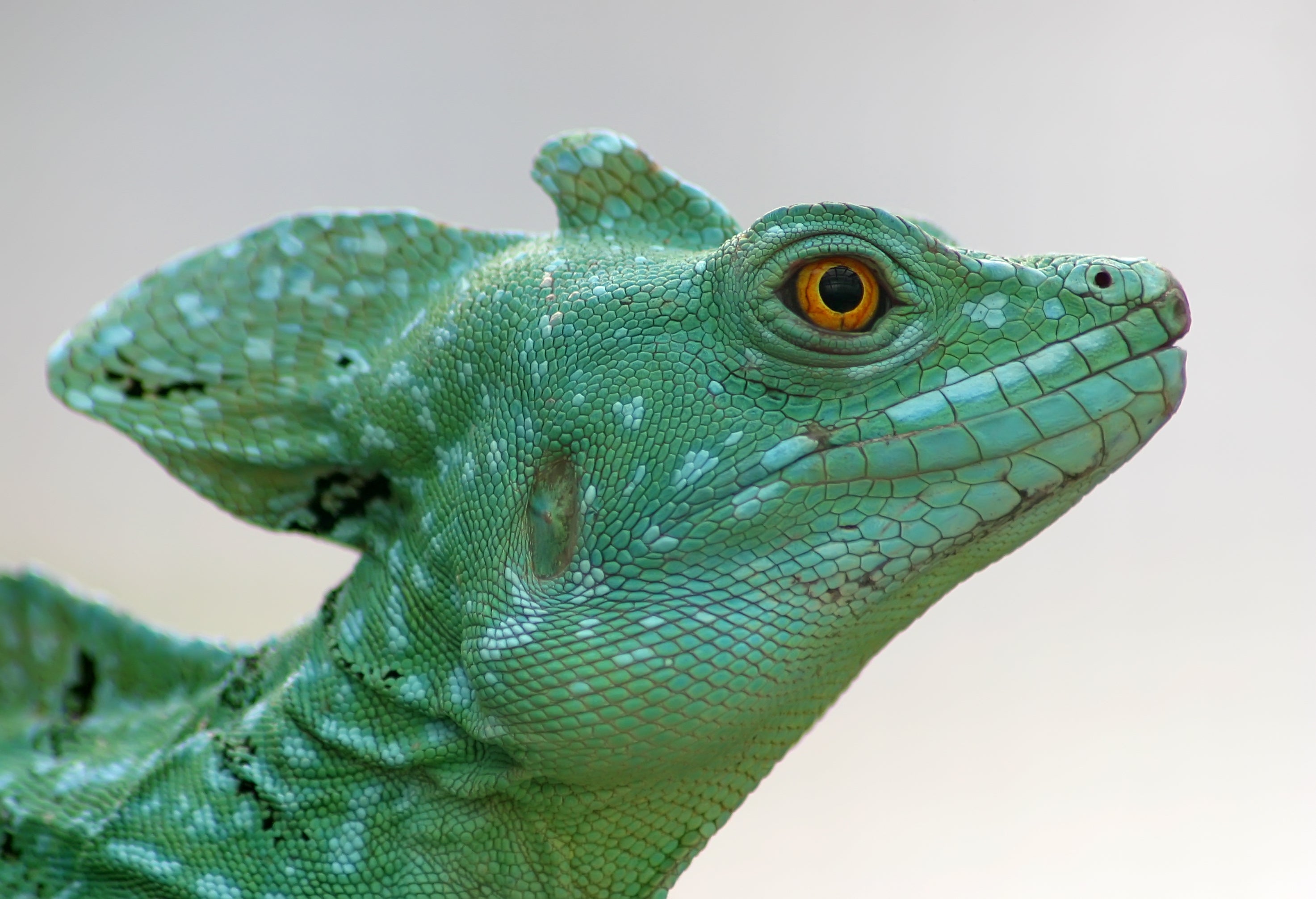 REPTILE CARE 101: A BEGINNER’S GUIDE TO SUCCESS