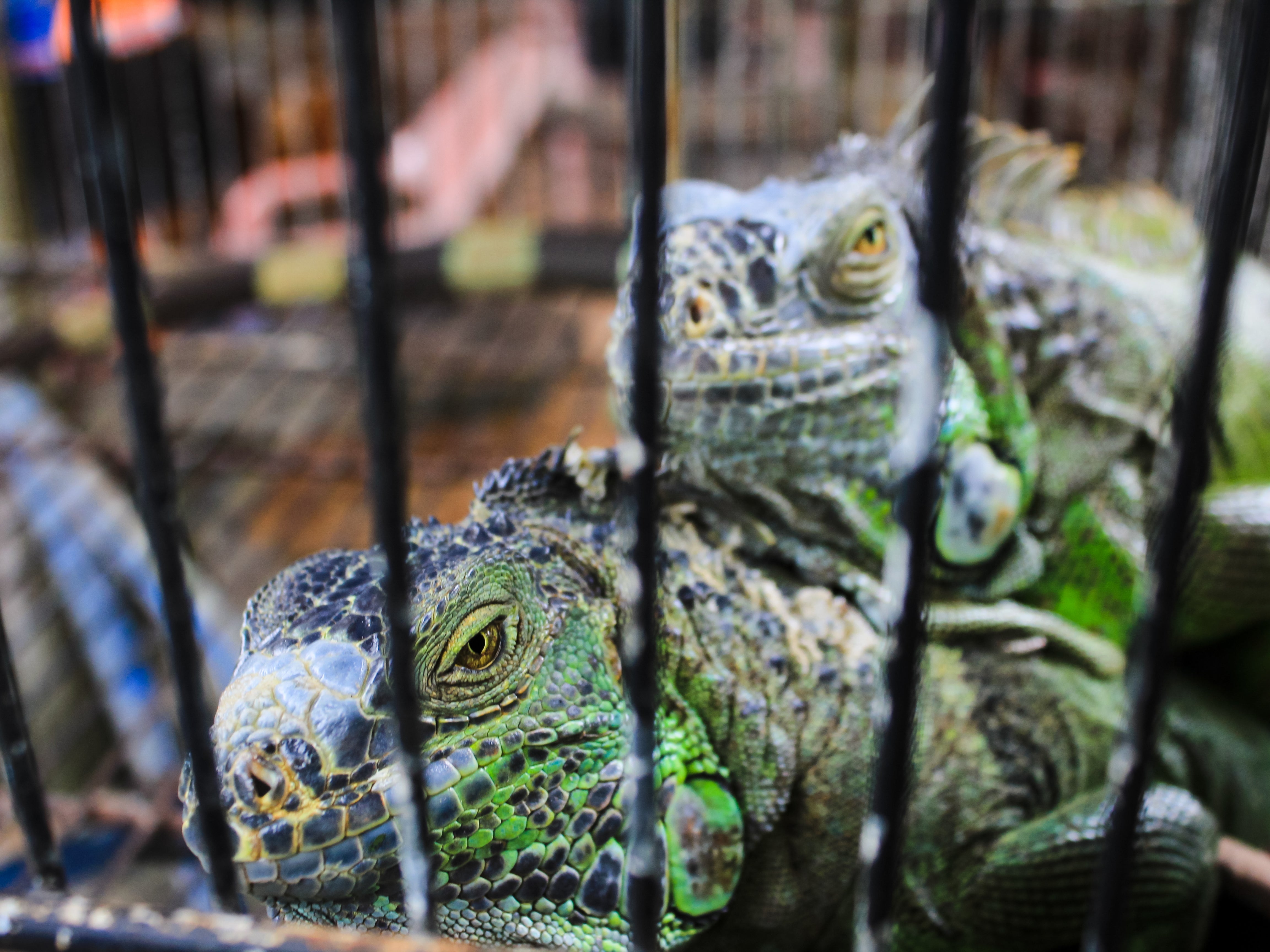 THE ART OF FEEDING REPTILES: PERFECT NUTRITION PLANS